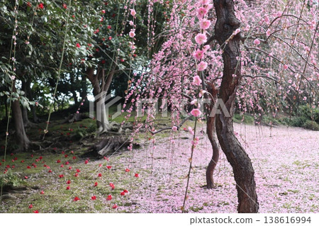京都城南宮的春天,垂枝梅花香氣瀰漫在空氣中。 京都城南宮的春天,垂枝梅花香氣瀰漫在空氣中。 138616994