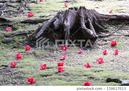 Springtime at Kyoto's Jonan-gu Shrine, where weeping plum blossoms fill the air with fragrance. Springtime at Kyoto's Jonan-gu Shrine, where weeping plum blossoms fill the air with fragrance. 138617013