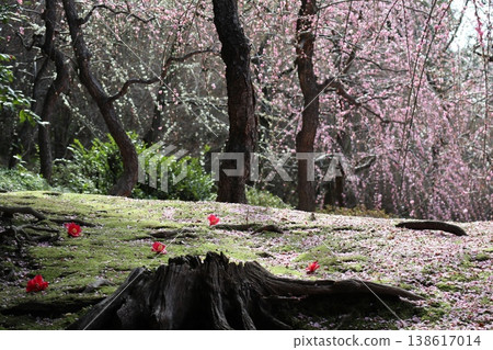 Springtime at Kyoto's Jonan-gu Shrine, where weeping plum blossoms fill the air with fragrance. Springtime at Kyoto's Jonan-gu Shrine, where weeping plum blossoms fill the air with fragrance. 138617014