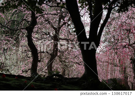 Springtime at Kyoto's Jonan-gu Shrine, where weeping plum blossoms fill the air with fragrance. Springtime at Kyoto's Jonan-gu Shrine, where weeping plum blossoms fill the air with fragrance. 138617017