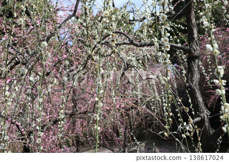 Springtime at Kyoto's Jonan-gu Shrine, where weeping plum blossoms fill the air with fragrance. Springtime at Kyoto's Jonan-gu Shrine, where weeping plum blossoms fill the air with fragrance. 138617024