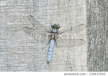 雄性 Orthetrum albistylum(北海道鶴居村) 雄性 Orthetrum albistylum(北海道鶴居村) 138617043