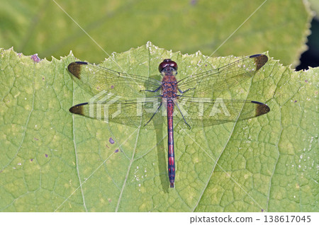 Male Common Skimmer (Shibecha Town, Hokkaido) Male Common Skimmer (Shibecha Town, Hokkaido) 138617045
