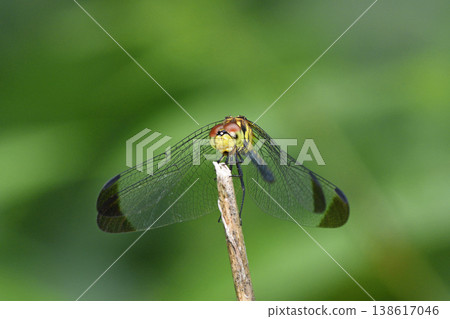 Female Common Skimmer (Tsurui Village, Hokkaido) 138617046