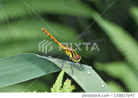 An immature male of the Red-veined Darter dragonfly (Tsurui Village, Hokkaido) An immature male of the Red-veined Darter dragonfly (Tsurui Village, Hokkaido) 138617047