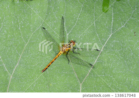 Female Red-veined Darter dragonfly (Tsurui Village, Hokkaido) 138617048
