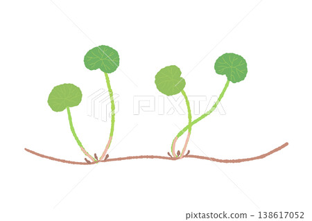 積雪草的根（匍匐莖）和葉子的示意圖。 138617052