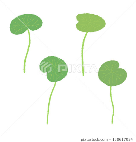 A set of illustrations featuring four variations of Centella asiatica leaves with stems. A set of illustrations featuring four variations of Centella asiatica leaves with stems. 138617054