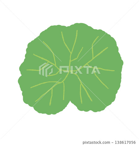 A large, detailed illustration of a centella asiatica leaf with its veins clearly depicted. A large, detailed illustration of a centella asiatica leaf with its veins clearly depicted. 138617056