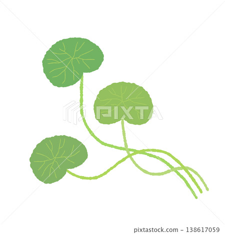 圖示為積雪草植物彎曲的莖上長出的三片葉子。 138617059