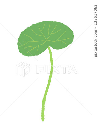 A single illustration of a centella asiatica plant with a straight stem and elongated leaves. 138617062