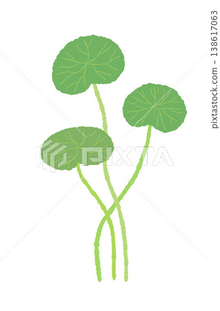 Illustration of a cluster of centella asiatica plants with three leaves growing vertically. Illustration of a cluster of centella asiatica plants with three leaves growing vertically. 138617063