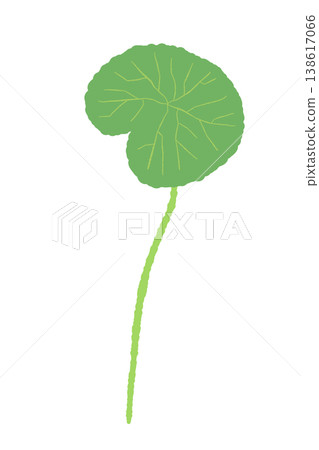 A simple illustration of the elongated leaves and stems of a centella asiatica plant. A simple illustration of the elongated leaves and stems of a centella asiatica plant. 138617066
