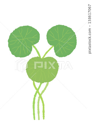 一幅垂直方向的積雪草植物插圖，有三片葉子和一根筆直的莖。 138617067