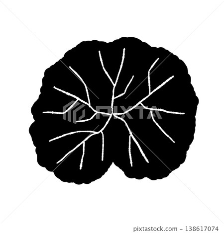 A monochrome illustration of a large Centella asiatica leaf (from directly above) with its veins depicted in detail. A monochrome illustration of a large Centella asiatica leaf (from directly above) with its veins depicted in detail. 138617074
