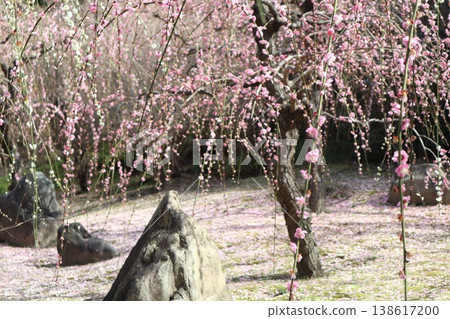 Springtime at Kyoto's Jonan-gu Shrine, where weeping plum blossoms fill the air with fragrance. Springtime at Kyoto's Jonan-gu Shrine, where weeping plum blossoms fill the air with fragrance. 138617200