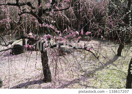 Springtime at Kyoto's Jonan-gu Shrine, where weeping plum blossoms fill the air with fragrance. Springtime at Kyoto's Jonan-gu Shrine, where weeping plum blossoms fill the air with fragrance. 138617207