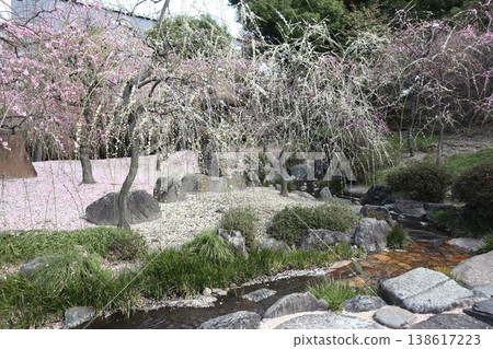 Springtime at Kyoto's Jonan-gu Shrine, where weeping plum blossoms fill the air with fragrance. Springtime at Kyoto's Jonan-gu Shrine, where weeping plum blossoms fill the air with fragrance. 138617223