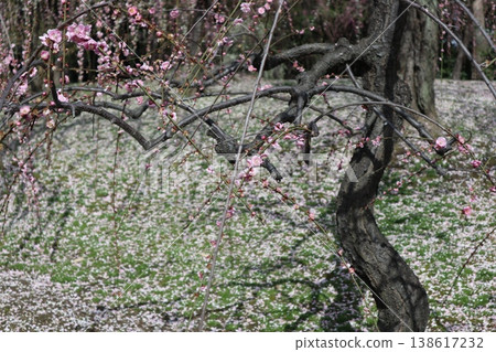 京都城南宮的春天，垂枝梅花香氣瀰漫在空氣中。 138617232