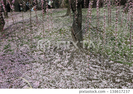 Springtime at Kyoto's Jonan-gu Shrine, where weeping plum blossoms fill the air with fragrance. 138617237