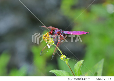 Male red dragonfly (Ishigaki Island, Okinawa Prefecture) 138617243