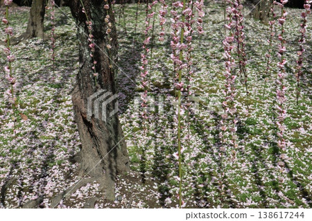 Springtime at Kyoto's Jonan-gu Shrine, where weeping plum blossoms fill the air with fragrance. 138617244