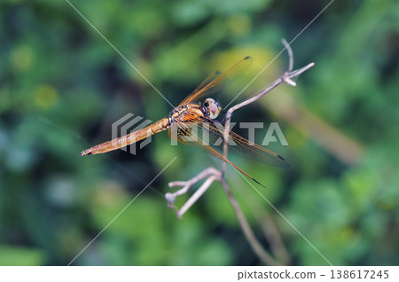 An immature male red dragonfly (Ishigaki Island, Okinawa Prefecture) An immature male red dragonfly (Ishigaki Island, Okinawa Prefecture) 138617245