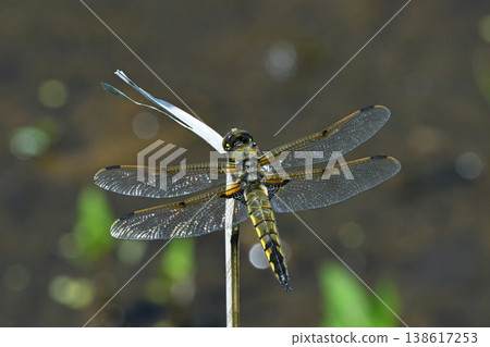 A male Four-spotted Damselfly (Tsurui Village, Hokkaido) 138617253