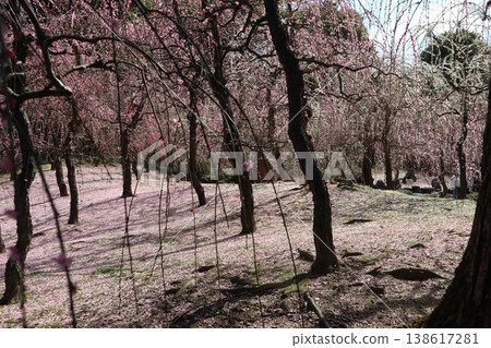 京都城南宮的春天，垂枝梅花香氣瀰漫在空氣中。 138617281