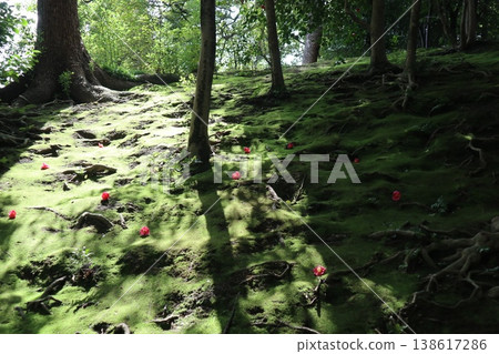 京都城南宮的春天,垂枝梅花香氣瀰漫在空氣中。 京都城南宮的春天,垂枝梅花香氣瀰漫在空氣中。 138617286