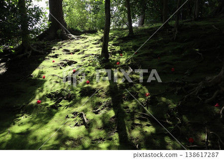 京都城南宮的春天,垂枝梅花香氣瀰漫在空氣中。 京都城南宮的春天,垂枝梅花香氣瀰漫在空氣中。 138617287