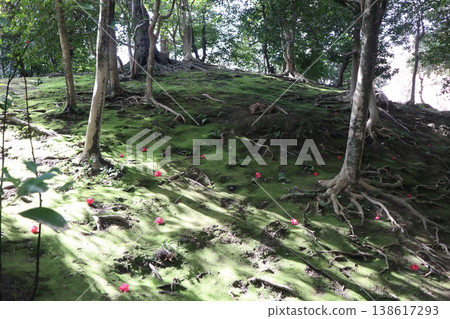 Springtime at Kyoto's Jonan-gu Shrine, where weeping plum blossoms fill the air with fragrance. Springtime at Kyoto's Jonan-gu Shrine, where weeping plum blossoms fill the air with fragrance. 138617293