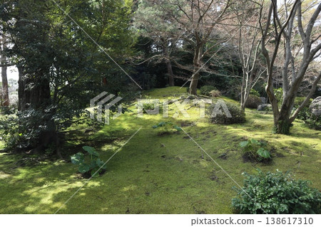 Springtime at Kyoto's Jonan-gu Shrine, where weeping plum blossoms fill the air with fragrance. 138617310