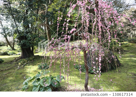 京都城南宮的春天,垂枝梅花香氣瀰漫在空氣中。 京都城南宮的春天,垂枝梅花香氣瀰漫在空氣中。 138617314