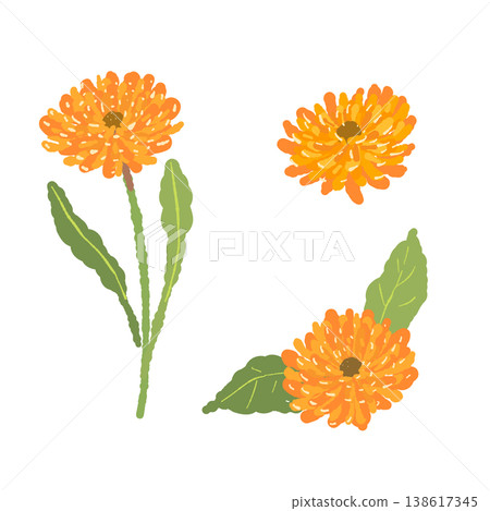 一組插圖，展示了金盞花的花朵、葉子和莖的各種變化。 138617345