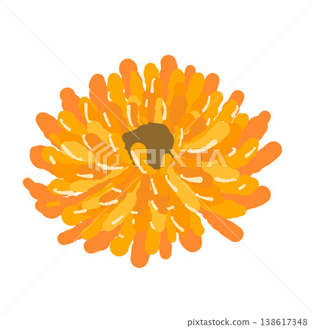 Illustration of a single calendula flower (diagonal view) Illustration of a single calendula flower (diagonal view) 138617348
