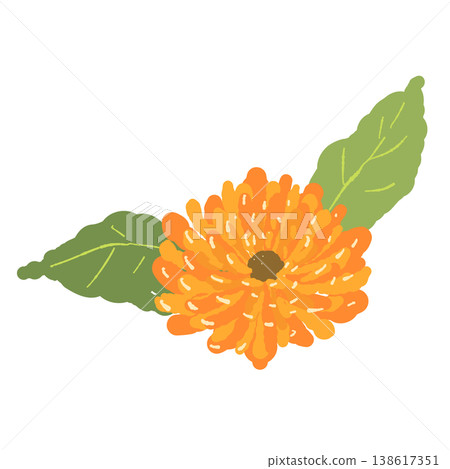一幅金盞花插圖,配有綠葉。 一幅金盞花插圖,配有綠葉。 138617351