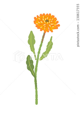 一幅金盞花的插圖，花莖筆直。 138617355