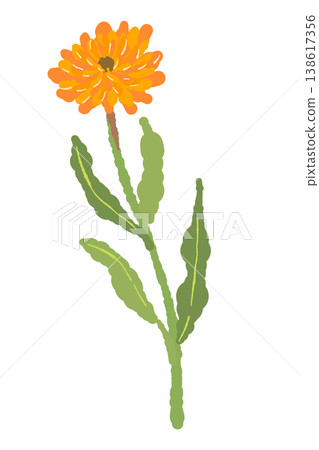 一幅金盞花的插圖，花莖略微彎曲。 138617356