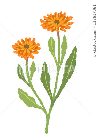 Illustration of two calendula flowers and a stem. Illustration of two calendula flowers and a stem. 138617361