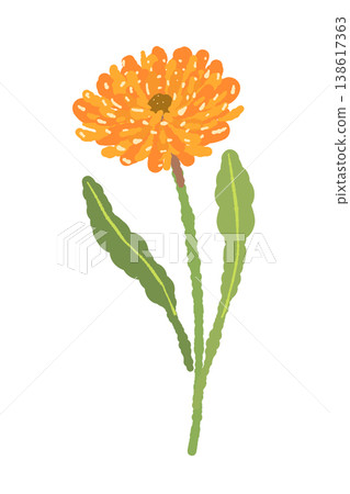 一幅金盞花插圖,花莖傾斜。 一幅金盞花插圖,花莖傾斜。 138617363