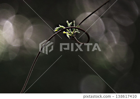 In spring, the new shoots of wisteria blossoms emerge in the sunlight filtering through the trees. 138617410