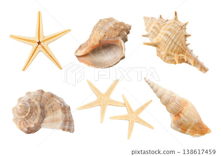 Seashells and starfish for a summer vibe, PNG 138617459