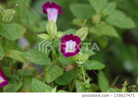 Torenia 138617471