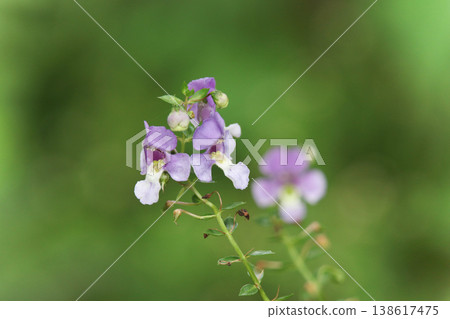 天使花在風中搖曳 天使花在風中搖曳 138617475