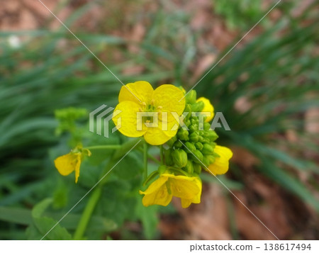 強姦開花 強姦開花 138617494