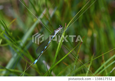 雄性北方豆娘（北海道鶴井村） 138617552