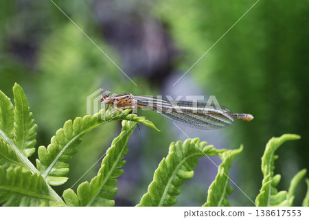 雌性北方豆娘（北海道鶴井村） 138617553