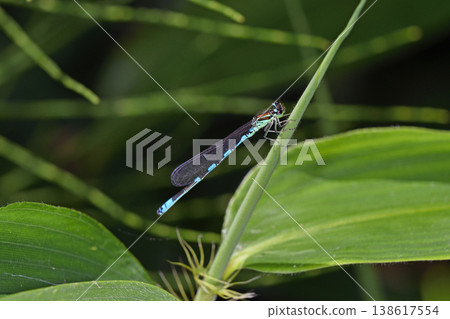 雄性北方豆娘（北海道鶴井村） 138617554