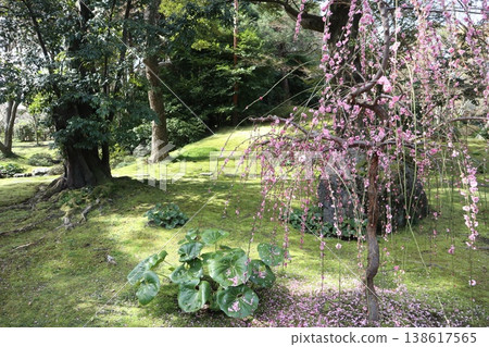 Springtime at Kyoto's Jonan-gu Shrine, where weeping plum blossoms fill the air with fragrance. Springtime at Kyoto's Jonan-gu Shrine, where weeping plum blossoms fill the air with fragrance. 138617565